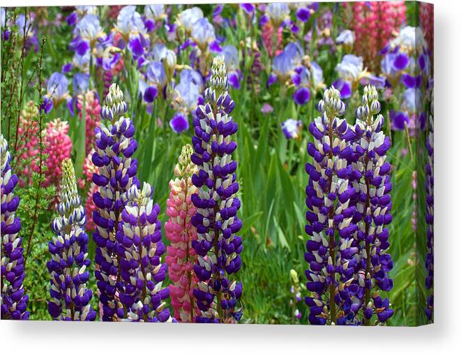 Flowers Photograph; Lupine Canvas Print Canvas Print featuring the photograph Below the Evergreen Dam by Jim Garrison
