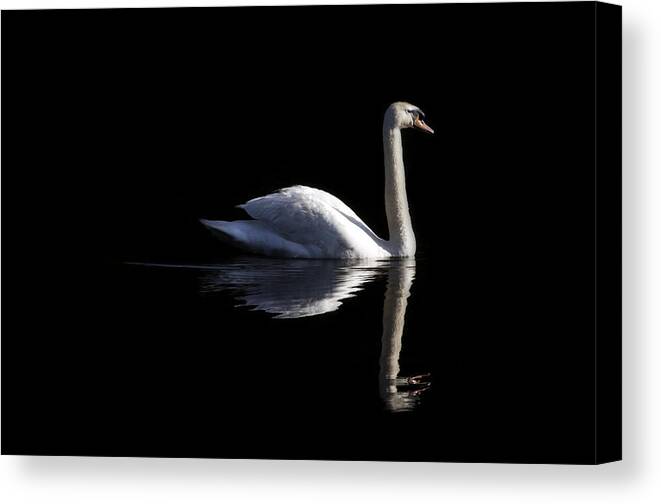 Swan Canvas Print featuring the photograph In the Morning Light by Craig Szymanski