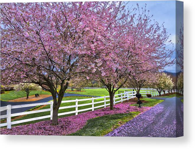 Andrews Canvas Print featuring the photograph In The Pink by Debra and Dave Vanderlaan