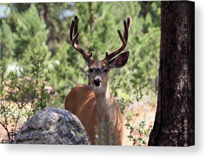 Mule Deer Canvas Print featuring the photograph In The Shade by Shane Bechler