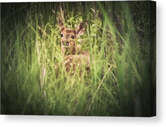 Deer Canvas Print featuring the photograph In The Tall Grass by Shane Holsclaw