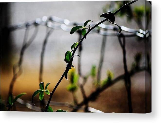 Wire Canvas Print featuring the photograph In the wire by Jessica S