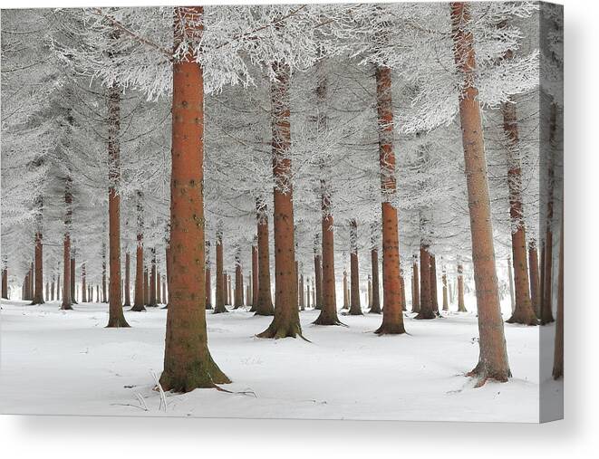 Landscape Canvas Print featuring the photograph In White by Dragisa Petrovic