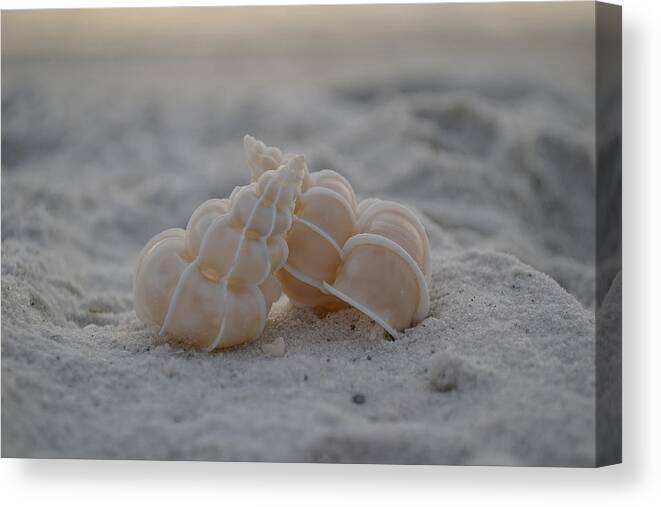 Seashells Canvas Print featuring the photograph In Your Light by Melanie Moraga