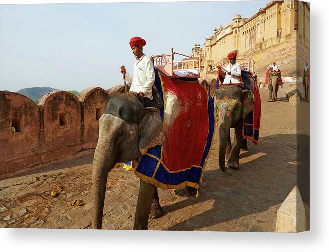 Working Animal Canvas Print featuring the photograph India, Rajasthan, Jaipur The Pink City by Tuul & Bruno Morandi