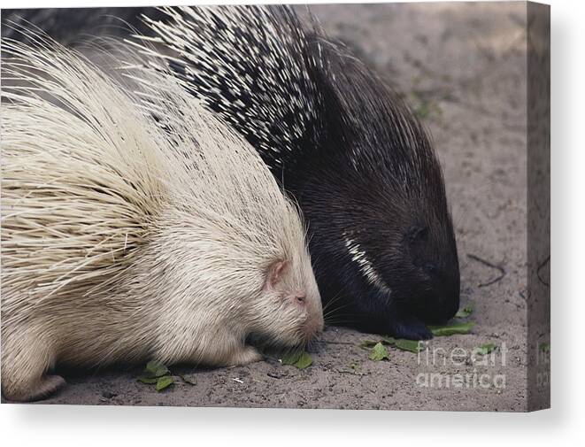 Nature Canvas Print featuring the photograph Indian-crested Porcupines Normal by Tom McHugh