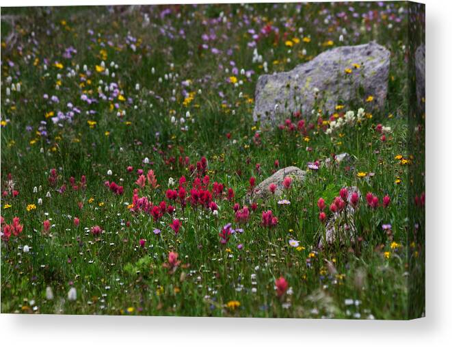 Landscapes Canvas Print featuring the photograph Indian Paintbrush II by Ronda Kimbrow