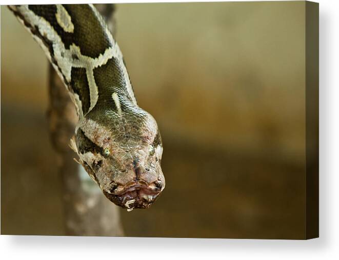 Shimoga Canvas Print featuring the photograph Indian Python by SAURAVphoto Online Store