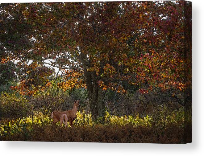 Ron Jones Canvas Print featuring the photograph Indian Summer by Ron Jones
