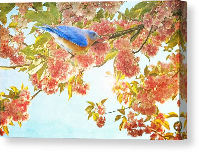 Blue Bird Canvas Print featuring the photograph Indigo Bluebird on Pink Flowering Tree Branch by Brooke T Ryan