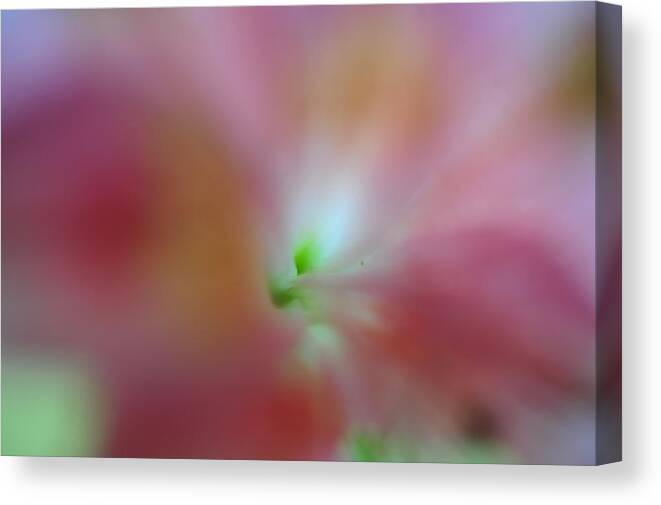 Alstroemeria Canvas Print featuring the photograph Inner Glow. Floral Discovery by Jenny Rainbow