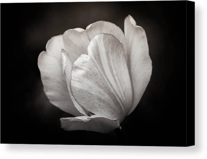 Black And White Canvas Print featuring the photograph Innocence by Sara Frank