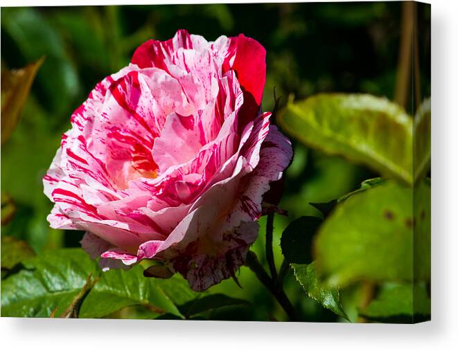 Red Rose Canvas Print featuring the photograph Innocent Love by Tikvah's Hope