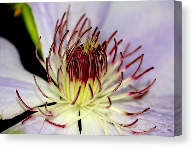 Flower Canvas Print featuring the photograph Inside a Clematis by Karen Silvestri