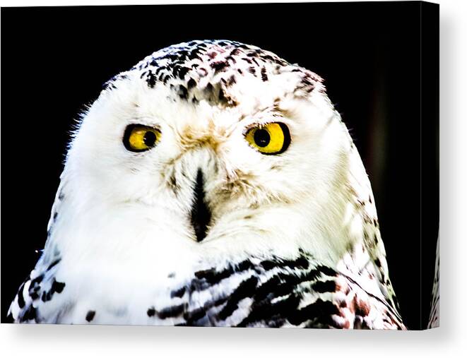 Owl Canvas Print featuring the photograph Intensity by Sara Frank