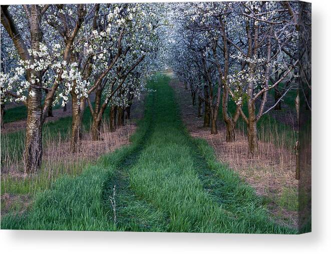 Flower Canvas Print featuring the photograph Into the Cherry Orchard at Evening by Mary Lee Dereske