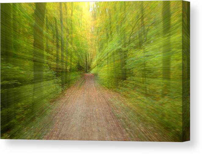 Into The Forest Canvas Print featuring the photograph Into the Forest by Rob Huntley