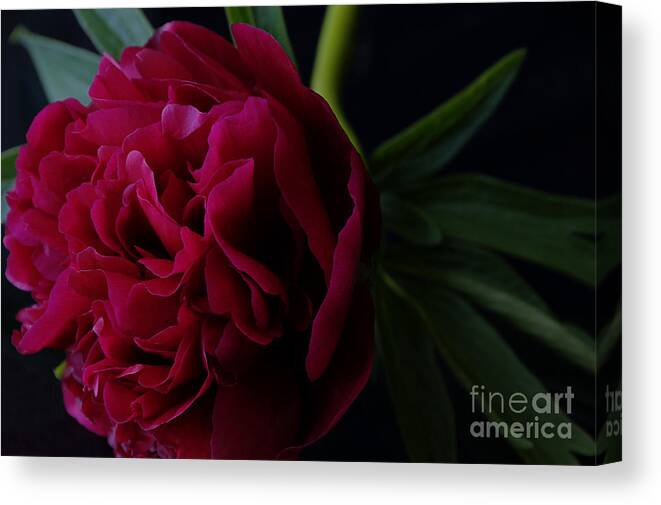 Red Canvas Print featuring the photograph Into The Light by Sarah Schroder