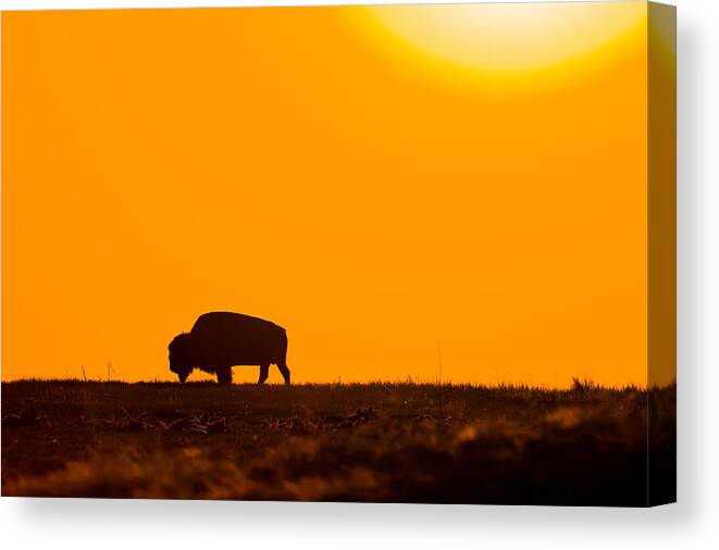 Bison Canvas Print featuring the photograph Into The Night by Donald J Gray
