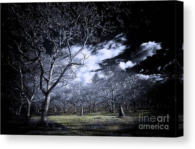 Woods Canvas Print featuring the photograph Into The Woods by Jason Abando