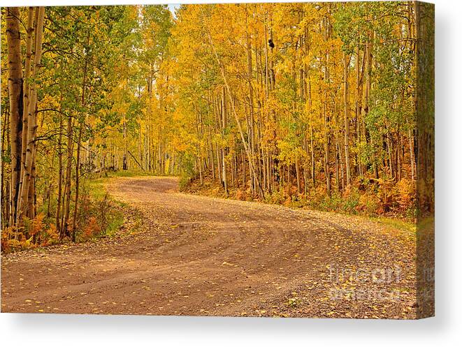Aspen Canvas Print featuring the photograph Inviting Bend by Kelly Black
