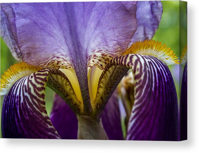 Flowers Canvas Print featuring the photograph Iris Abstract by Glenn DiPaola