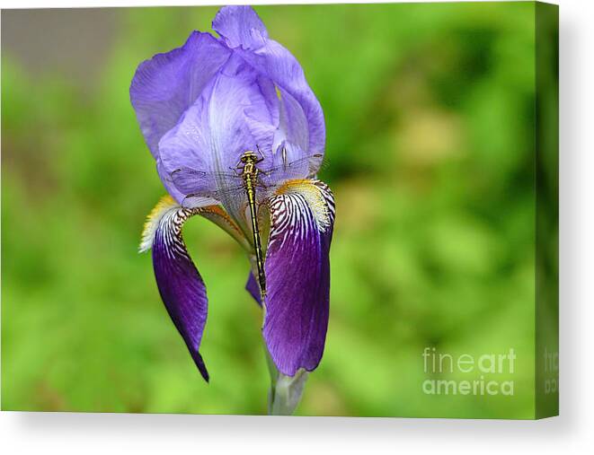 Iris Germanica Canvas Print featuring the photograph Iris and the Dragonfly 3 by Jai Johnson