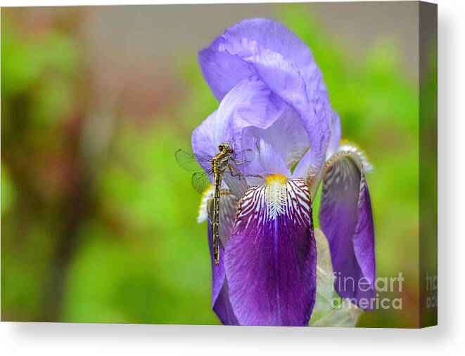 Iris Germanica Canvas Print featuring the photograph Iris and the Dragonfly 5 by Jai Johnson