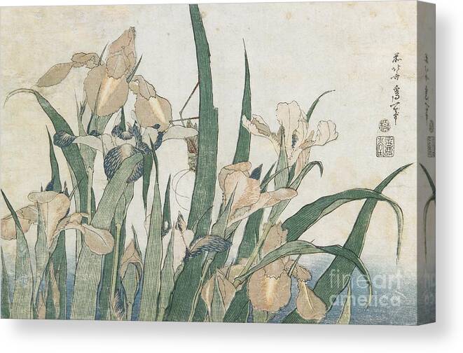 Japan Canvas Print featuring the painting Iris Flowers and Grasshopper by Hokusai