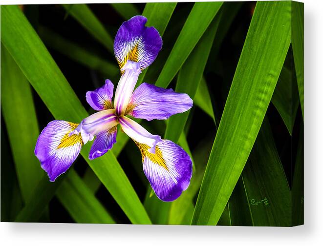 Penny Lisowski Canvas Print featuring the photograph Iris Pinwheel by Penny Lisowski