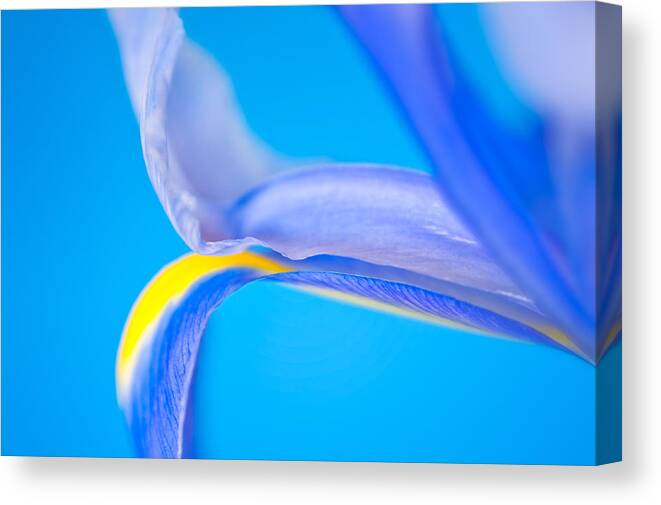 Nature Canvas Print featuring the photograph Iris Profile by Joan Herwig