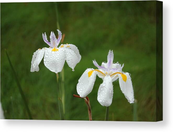 Linda Brody Canvas Print featuring the photograph Irises In the Rain by Linda Brody