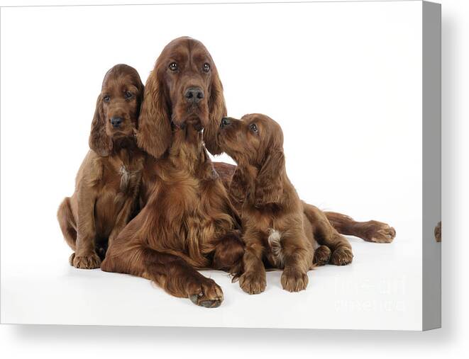 Dog Canvas Print featuring the photograph Irish Setter Puppies With Mother by John Daniels
