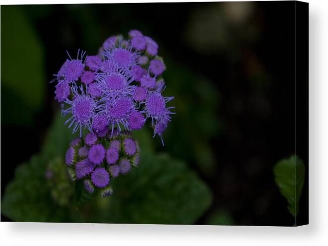 Flower Canvas Print featuring the photograph Is That Purple by Greg Graham