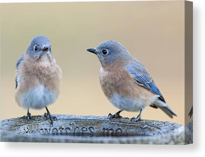 Bluebirds Canvas Print featuring the photograph It's a Bluebird Morning by Bonnie Barry