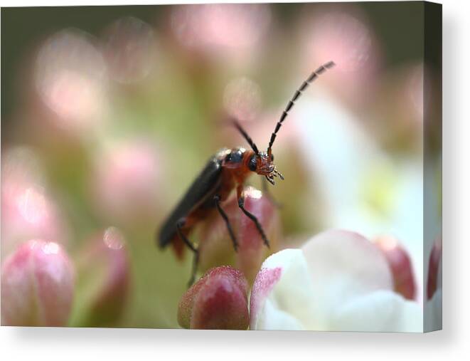 Insect Canvas Print featuring the photograph It's A Bugs World by Michael Eingle