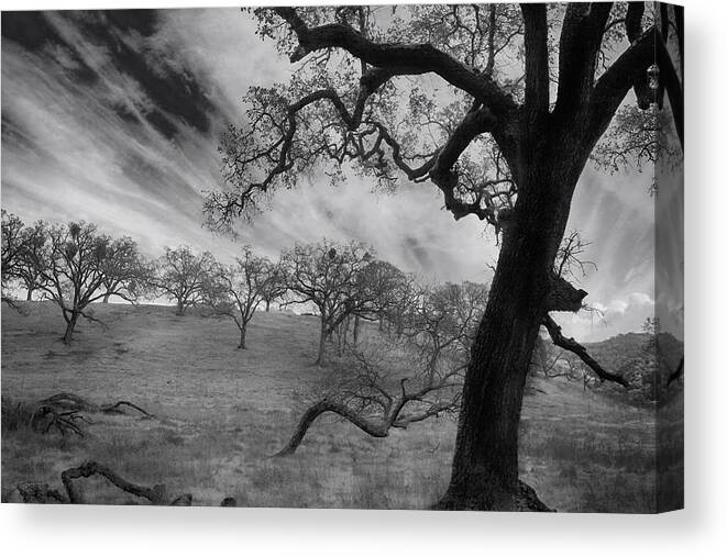 Sunol Ohlone Regional Wilderness Canvas Print featuring the photograph It's My Dreams You Take by Laurie Search