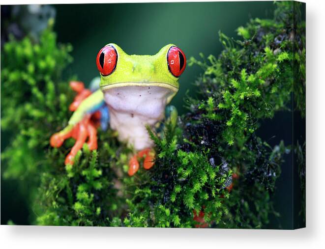 Nature Canvas Print featuring the photograph Ive Only Got Eyes For You by Mlorenzphotography