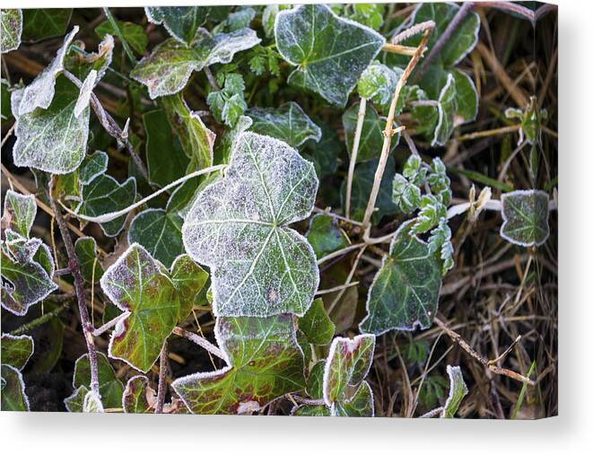Ivy Canvas Print featuring the photograph Ivy leaves by Spikey Mouse Photography