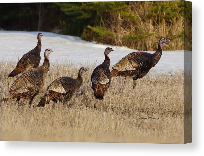 Turkey's Canvas Print featuring the photograph Jake's and Hen's by Steven Clipperton