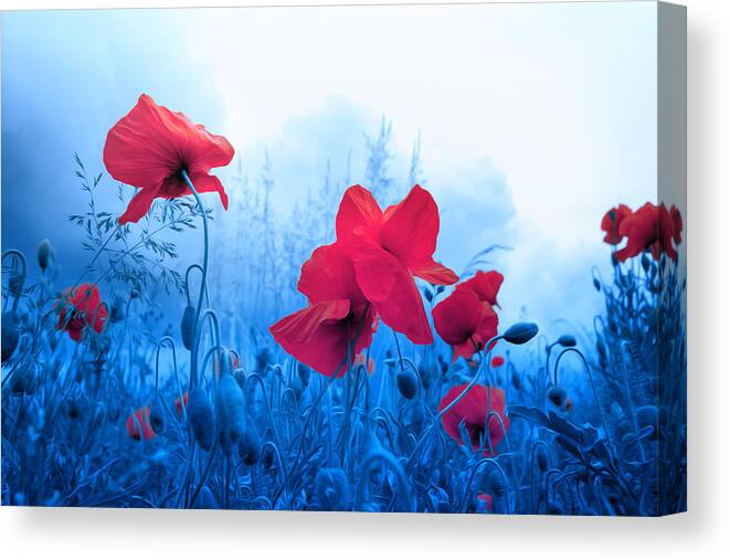 Poppies Canvas Print featuring the photograph Jam with Poppies by Philippe Sainte-Laudy