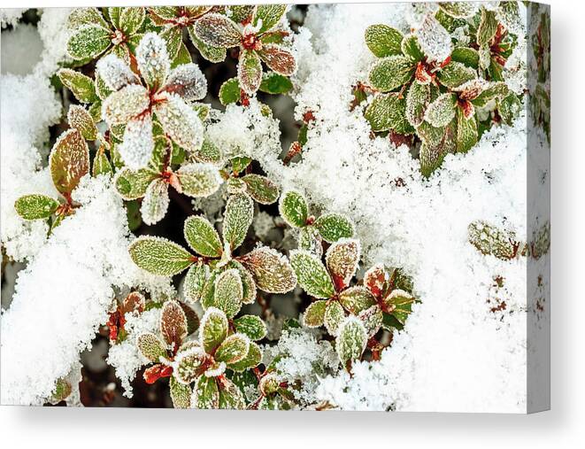 Background Canvas Print featuring the photograph January Snow In Mill Creek, Washington by Stuart Westmorland