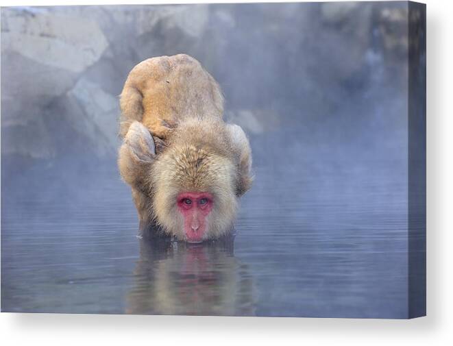 Thomas Marent Canvas Print featuring the photograph Japanese Macaque Drinking From Hot by Thomas Marent