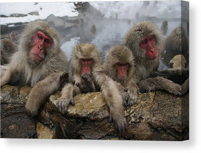 Feb0514 Canvas Print featuring the photograph Japanese Macaque Group In Hot Spring by Hiroya Minakuchi