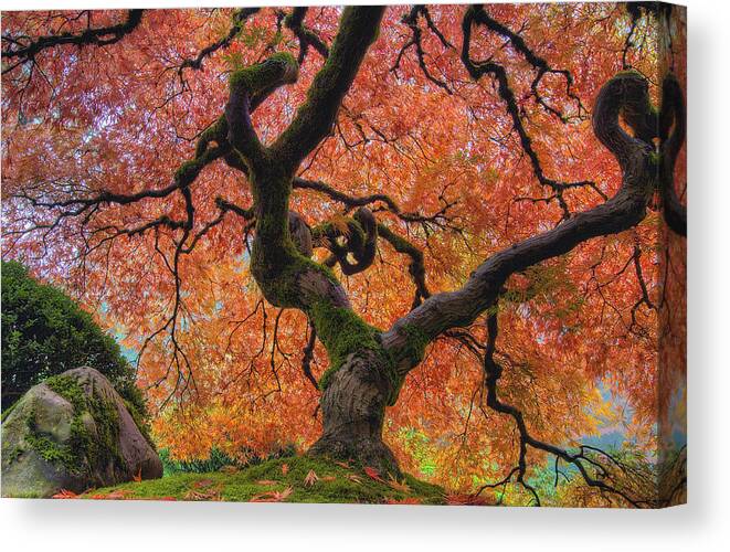 Japanese Canvas Print featuring the photograph Japanese Maple Tree in Fall by David Gn