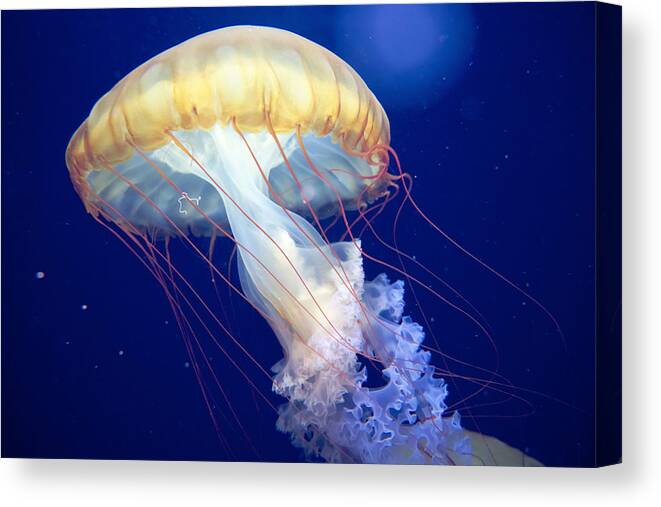 Japanese Sea Nettle Canvas Print featuring the photograph Japanese Sea Nettle Chrysaora Pacifica by Mary Lee Dereske