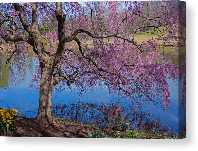 Meadowlark Botanical Gardens Canvas Print featuring the photograph Japanese Weeping Cherry by Suzanne Stout