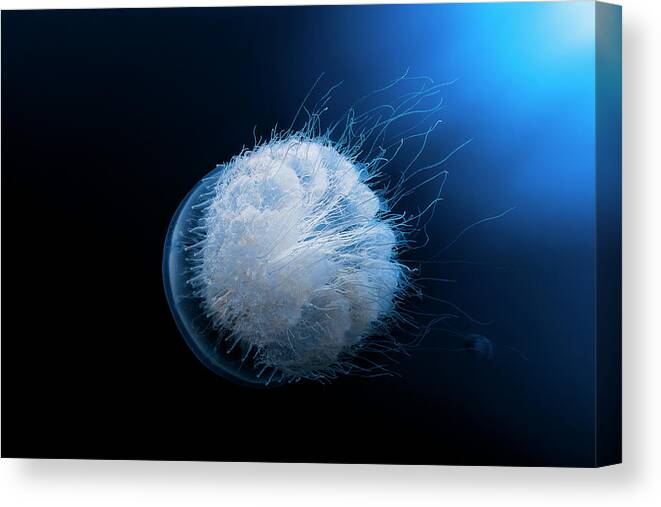 Jellyfish Canvas Print featuring the photograph Jellyfish by Barathieu Gabriel