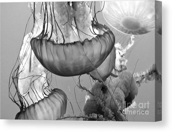 Jelly Fish Canvas Print featuring the photograph Jellyfish Floating By by Artist and Photographer Laura Wrede