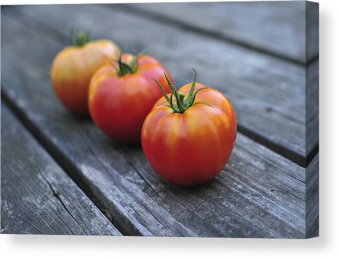 Jersey Tomatoes Canvas Print featuring the photograph Jersey Tomatoes by Terry DeLuco